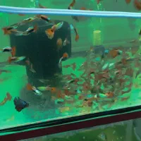 گوپی مولد و بچه ماهی