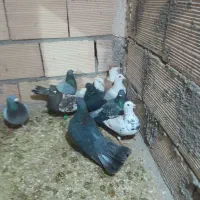 کفتر|پرنده|رضویه, |دیوار