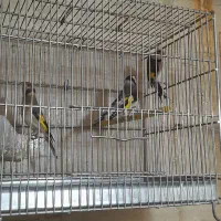 سهره و سهره سبز و گل بسر|پرنده|پردیس, فاز ۴|دیوار