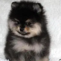 پامرانین خرسی ماده