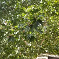 ۸۵مترفرصتی استثنایی مقابل باغ سیب ارم مهرشهر