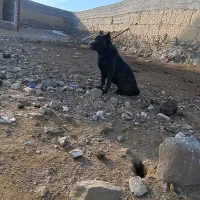 واگذاری یک قلاده کنکورسو ماده