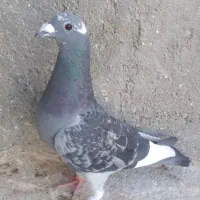 قره سبز کرمونی نرگرفتنی بوم بلند به شرط پرش