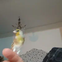 سهره قناری دهن لر