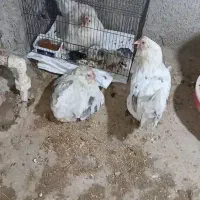 تخم نطفه دار مرغ گلین کرچ  نصف به نصف جوجه