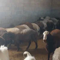 بره نر چاق|حیوانات مزرعه|بوئین و میاندشت, |دیوار