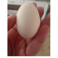 تخم مرغ محلی تازه سالم زرده نارنجی|خوردنی و آشامیدنی|مشهد, الهیه|دیوار