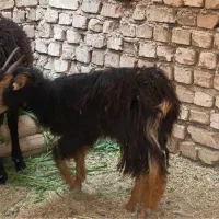 بزغاله ماده