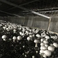 قارچ درجه ۱ صادراتی