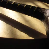 آموزش تنبور