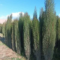 نهال نهالستان پرتقال نارنگی بادام سروناز لیمونشاع