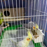 یک جفت عروس هلندی فول مولد