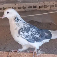 کفتر  خوب و بشرط