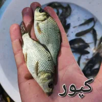 فروش کپور و آمور اصلاح نژاد شده