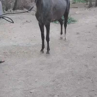 کره مادیان عرب