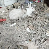 دوتا خرگوش نر