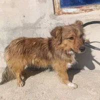 سگ خونگی|سگ|یاسوج, |دیوار