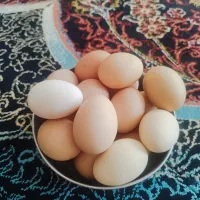 تخم  مرغ  محلی