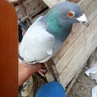 جفت کفتر مسافتی سبز