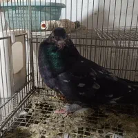 کبوتر نوک قنار و نوک ریز|پرنده|مشکین‌دشت, |دیوار