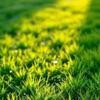 علف زنی حرفه ای