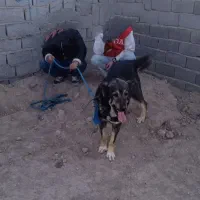 سگ سرابی پژدر