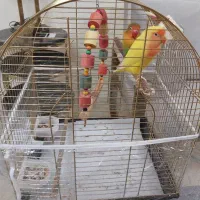 طوطی برزیلی