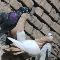 کبوتر رنگی و دو رگ|پرنده|اهواز, کوی ایثار|دیوار