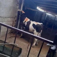 فقط، داشتی جنس اصلی