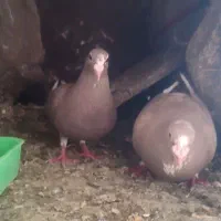 نر مایه قهوه‌ای پلنگ