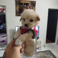 سگ مالتی پو سه ماهه|سگ|پاکدشت, پاکدشت (مامازند)|دیوار