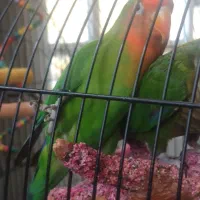 طوطی کوتوله برزیلی دستی