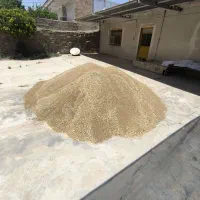 فروش گندم