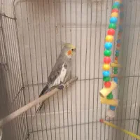 عروس هلندی مولد