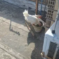 مرغ تخمگذار