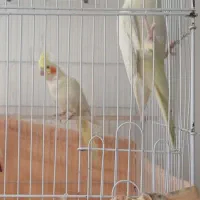 عروس هلندی|پرنده|اردبیل, |دیوار