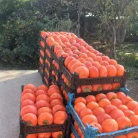 محصولات طارم|عمده‌فروشی|زنجان, |دیوار