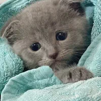 گربه اسکاتیش و بریتیش|گربه|تهران, جنتآباد شمالی|دیوار