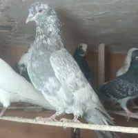 کبوتر پرشی یه جایی و تکی