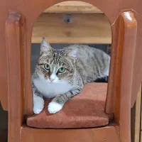 واگذاری رایگان گربه