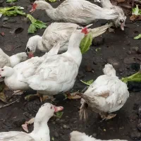 اردک اسرایلی|حیوانات مزرعه|نوشهر, |دیوار