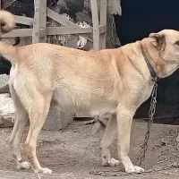 سگ سگ