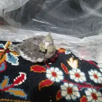 جوجه عروس هلندی