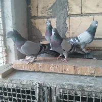 کبوترپر|پرنده|سامان, |دیوار