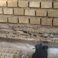 سه تا نر دورگ|پرنده|بهبهان, |دیوار