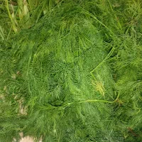 سبزی تازه خاش