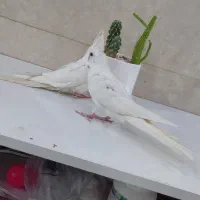 عروس و کوتوله