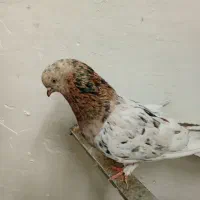کفتر|پرنده|شاهدشهر, |دیوار