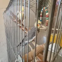 عروس هلندی