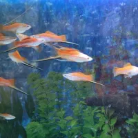 سوارتیل|ماهی|شاهرود, |دیوار